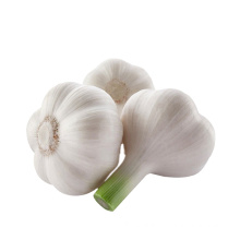 Shandong jin xiang garlic wholesale price for exporting